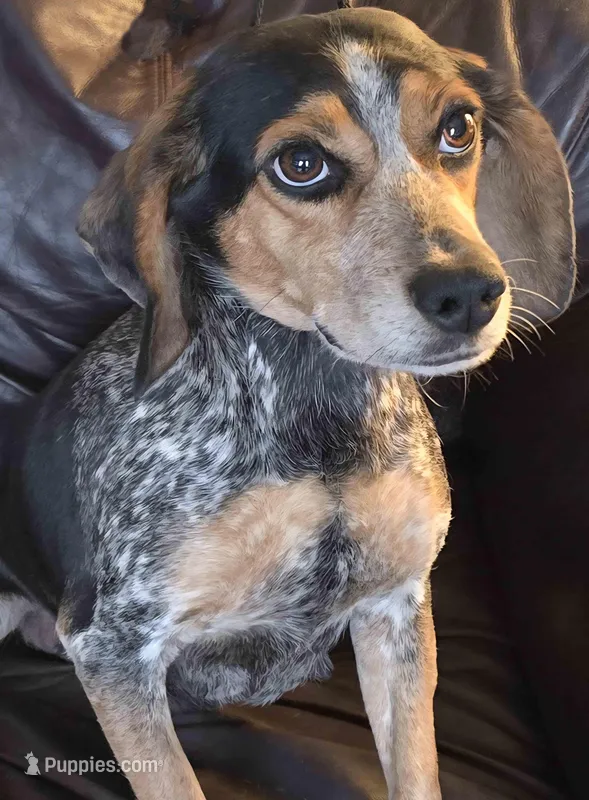 Bailey, a male Puggle for sale in Clarkson, KY – 1 of 2