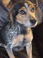 Bear, a male Puggle for sale in Clarkson, KY – Photo 5 of 6