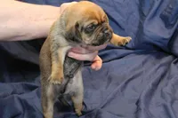 Bear, a male Puggle for sale in Clarkson, KY – Photo 3 of 6