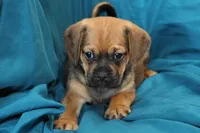 Bear, a male Puggle for sale in Clarkson, KY – 2 of 9