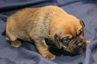 Bear, a male Puggle for sale in Clarkson, KY – Photo 2 of 6