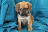 Bear, a male Puggle for sale in Clarkson, KY – 5 of 9