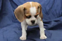 Sky, a female Puggle for sale in Clarkson, KY – 3 of 8