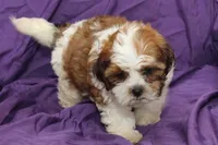 Scout, a male Shihpoo and Shih Tzu for sale in Clarkson, KY – 6 of 6
