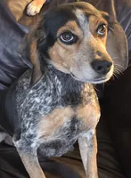 Dalia, a female Puggle for sale in Clarkson, KY – 7 of 7
