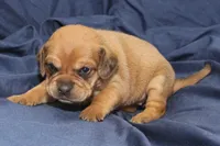 Bambi, a female Puggle for sale in Clarkson, KY – 1 of 4