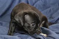 Dalia, a female Puggle for sale in Clarkson, KY – 5 of 7