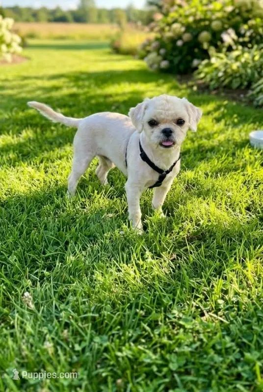 Oliver – Shihpoo puppy for sale in Clarkson, KY