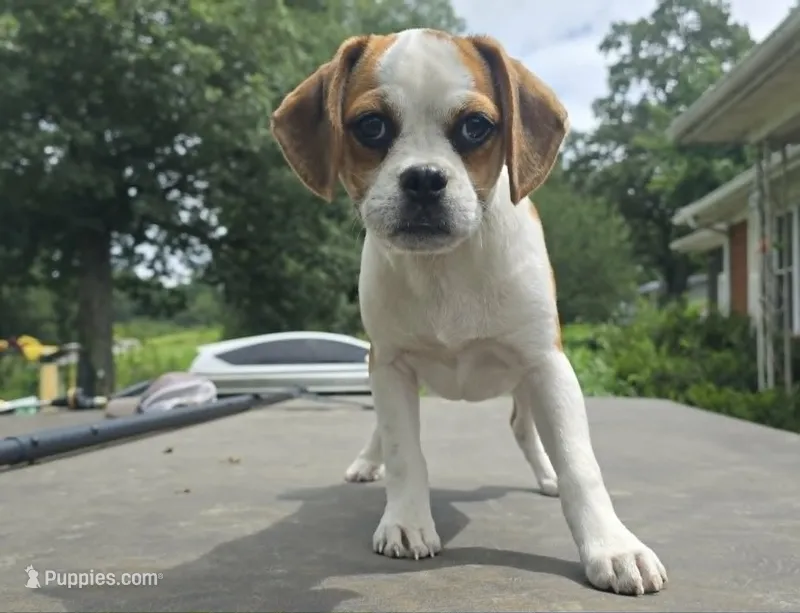 Tilly – Puggle puppy for sale in Clarkson, KY