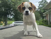 Tilly, a female Puggle for sale in Clarkson, KY – 1 of 3