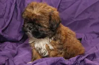 Smudge, a male Shih Tzu for sale in Clarkson, KY – 3 of 4