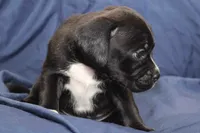 Tux, a male Puggle for sale in Clarkson, KY – 7 of 8
