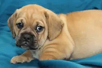 Bailey, a male Puggle for sale in Clarkson, KY – 5 of 10