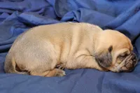 Bailey, a male Puggle for sale in Clarkson, KY – Photo 3 of 6