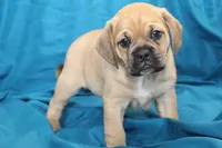 Bailey, a male Puggle for sale in Clarkson, KY – 3 of 10
