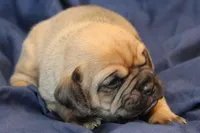 Bailey, a male Puggle for sale in Clarkson, KY – Photo 2 of 6