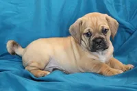 Bailey, a male Puggle for sale in Clarkson, KY – 4 of 10