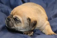 Bailey, a male Puggle for sale in Clarkson, KY – Photo 4 of 6