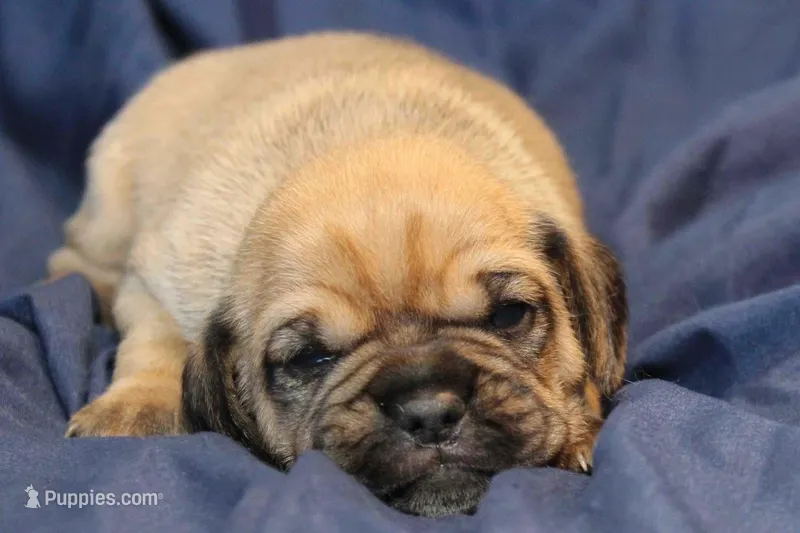 Bailey – Puggle puppy on hold in Clarkson, KY