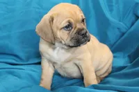 Bailey, a male Puggle for sale in Clarkson, KY – 2 of 10
