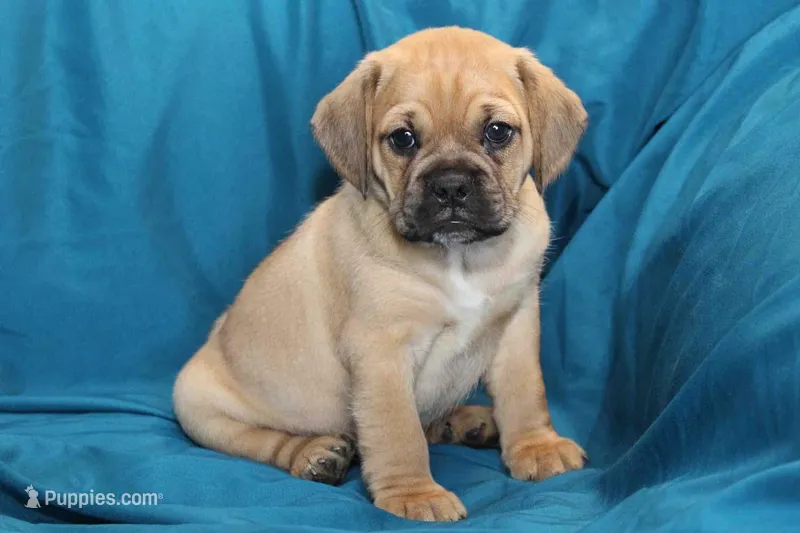 Bailey – Puggle puppy for sale in Clarkson, KY