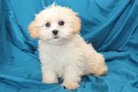 Brody, a male Shihpoo for sale in Clarkson, KY – Photo 3 of 4