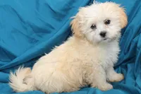 Brody, a male Shihpoo for sale in Clarkson, KY – Photo 2 of 4