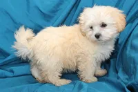 Brody, a male Shihpoo for sale in Clarkson, KY – Photo 1 of 4