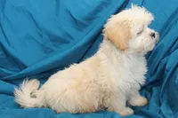 Brody, a male Shihpoo for sale in Clarkson, KY – Photo 4 of 4