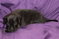 Vader, a male Puggle for sale in Clarkson, KY – 3 of 9