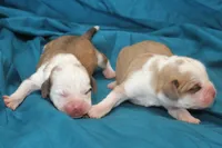 Pied girl, a female Puggle for sale in Clarkson, KY – 3 of 4