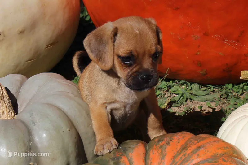 Rey – Puggle puppy for sale in Clarkson, KY