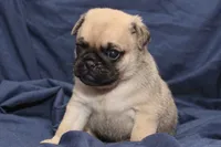 Theo, a male Pug for sale in Clarkson, KY – 6 of 6