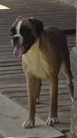 Roxy, a female Boxer for sale in Clarkson, KY – 3 of 6