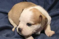 Nala, a male Puggle for sale in Clarkson, KY – 4 of 4