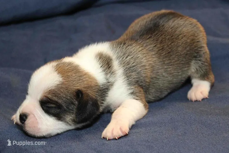 Jasper – Puggle puppy for sale in Clarkson, KY