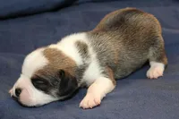 Jasper, a male Puggle for sale in Clarkson, KY – Photo 1 of 3