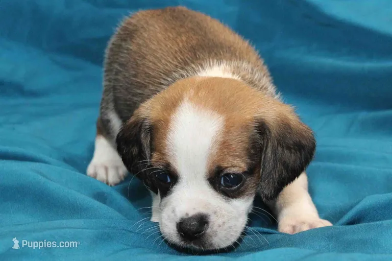 Jasper – Puggle puppy for sale in Clarkson, KY