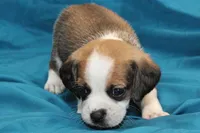 Jasper, a male Puggle for sale in Clarkson, KY – 1 of 8