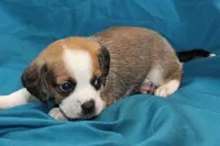 Jasper, a male Puggle for sale in Clarkson, KY – 5 of 8