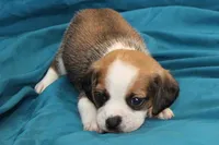 Jasper, a male Puggle for sale in Clarkson, KY – 3 of 8