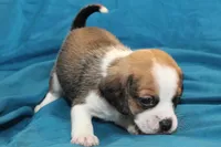 Jasper, a male Puggle for sale in Clarkson, KY – 4 of 8