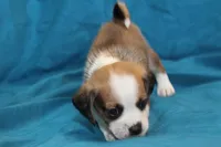 Jasper, a male Puggle for sale in Clarkson, KY – 2 of 8