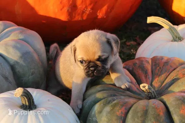 Squeak – Pug puppy for sale in Clarkson, KY