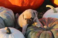 Squeak, a male Pug for sale in Clarkson, KY – 1 of 6