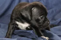 Dalia, a female Puggle for sale in Clarkson, KY – 3 of 7