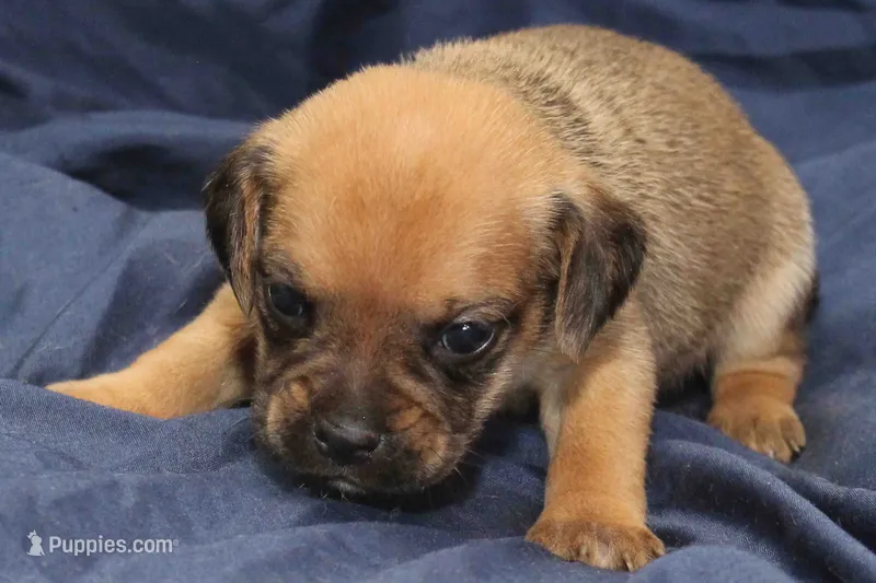 Rey – Puggle puppy for sale in Clarkson, KY