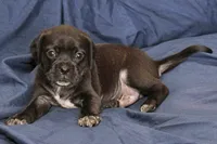 Vader, a male Puggle for sale in Clarkson, KY – 8 of 9
