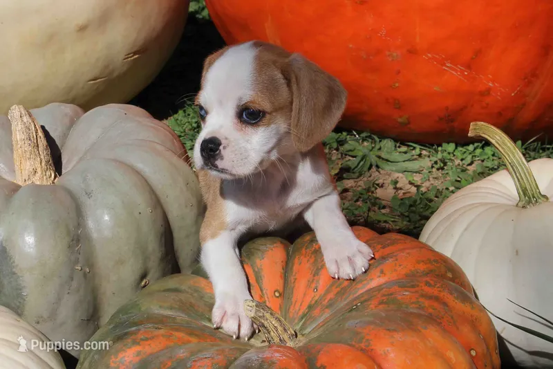 Luke – Puggle puppy for sale in Clarkson, KY