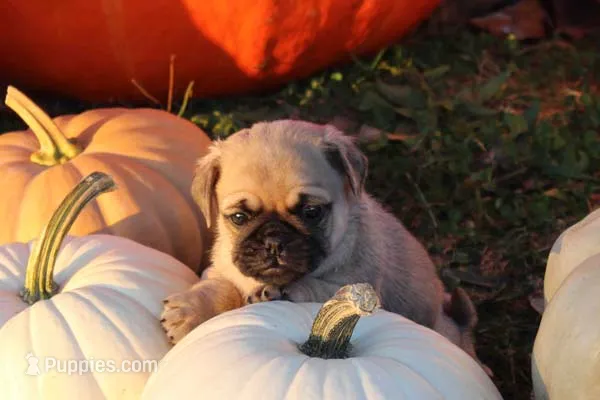 Theo – Pug puppy for sale in Clarkson, KY